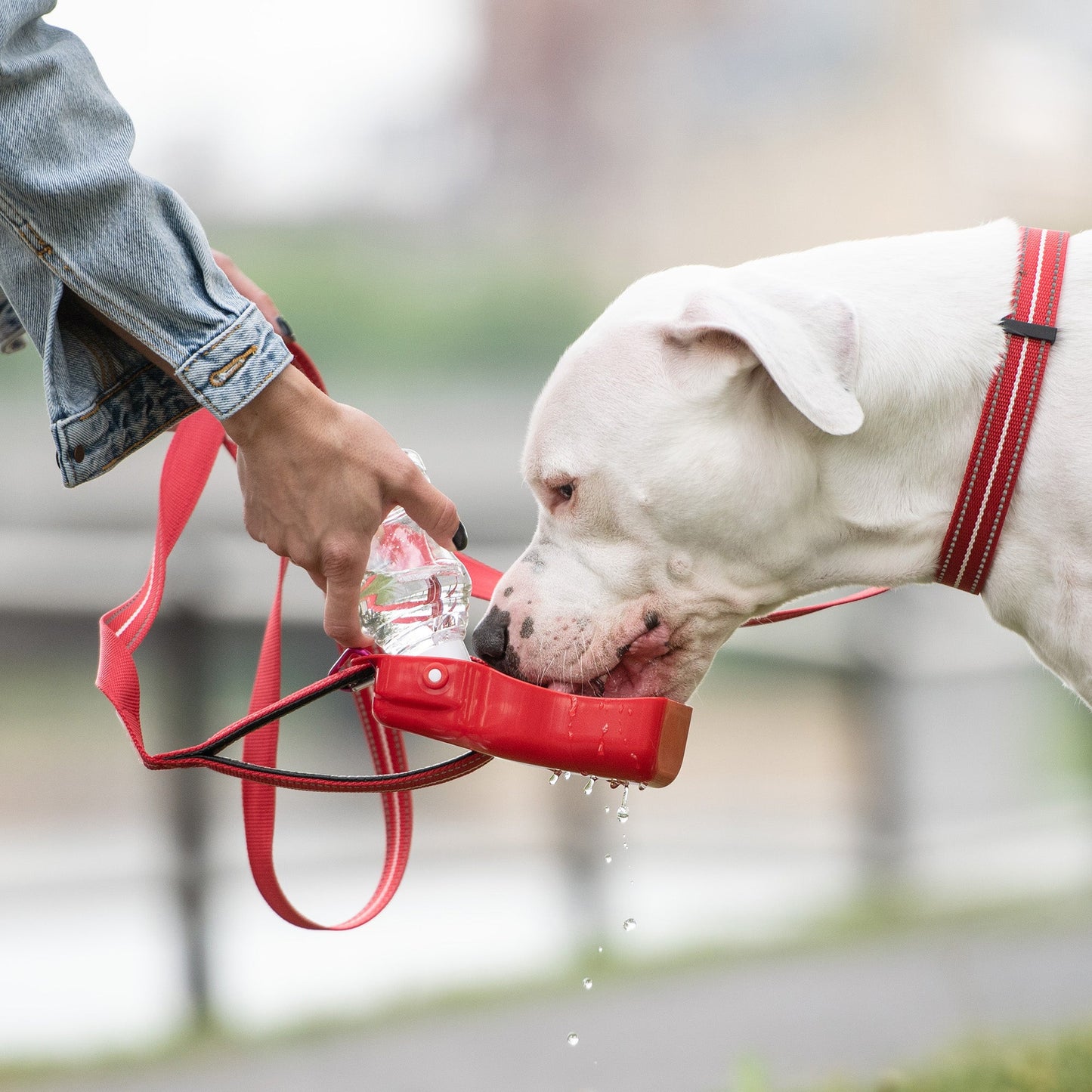 Borraccia per animali
